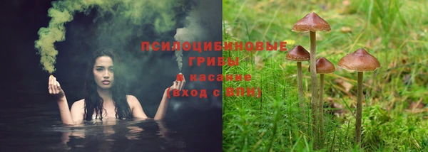 прущие грибы Алзамай